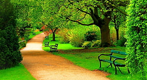 Serene Garden Path Lined With Lush Trees And Benches In A Peaceful Park Setting HD wallpaper