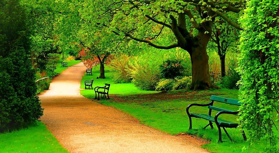 Serene Garden Path Lined With Lush Trees And Benches In A Peaceful Park Setting HD wallpaper