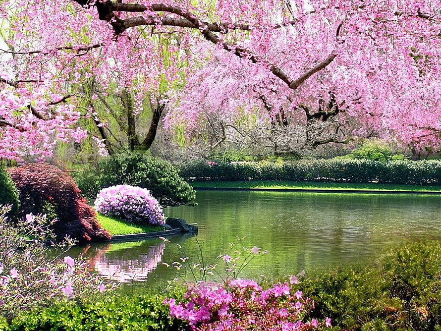 Cherry Blossoms Over a Serene Garden Pond with Rhododendrons and Lush Greenery HD wallpaper