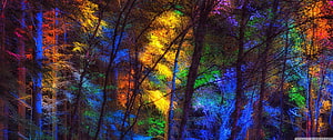 Vibrant Multicolored Forest Canopy with Neon Lighting Effects HD wallpaper