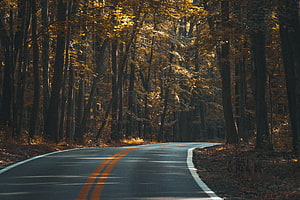 Winding asphalt road curving through a dense autumn forest with golden foliage and dappled sunlight HD wallpaper