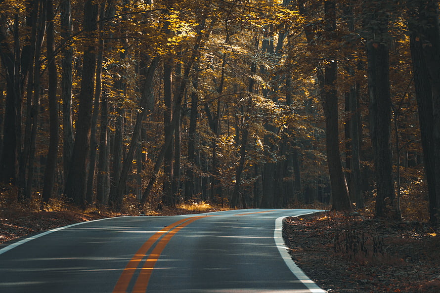 Winding asphalt road curving through a dense autumn forest with golden foliage and dappled sunlight HD wallpaper