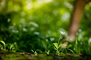 Delicate White Wildflower Blooming in Lush Green Forest Undergrowth HD wallpaper