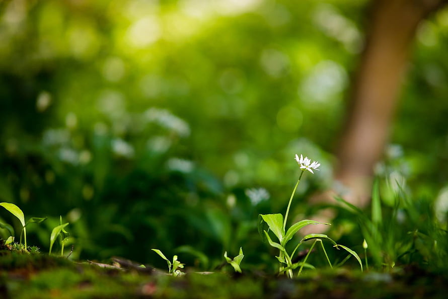 Delicate White Wildflower Blooming in Lush Green Forest Undergrowth HD wallpaper