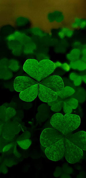 Vibrant Four Leaf Clover Close Up with Deep Green Background and Soft Focus HD phone wallpaper