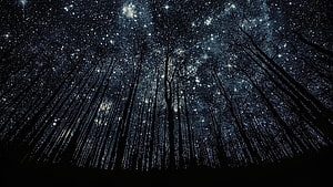 Starry Night Sky Over Silhouetted Forest Trees HD wallpaper