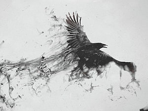 Black and white raven in flight with swirling ink smoke effect HD wallpaper