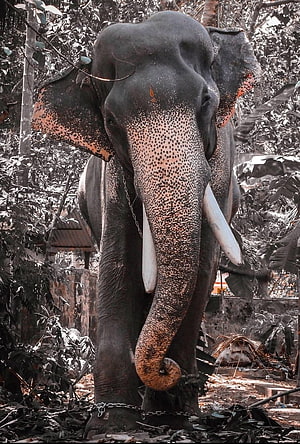 Mangalamkunn Karnan: Close-Up Portrait of a Tusked Asian Elephant in a Lush Tropical Forest HD phone wallpaper
