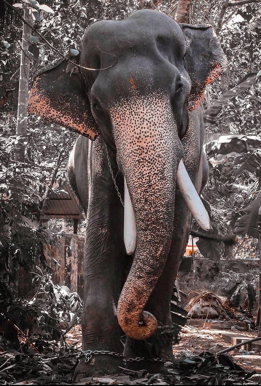 Mangalamkunn Karnan: Close-Up Portrait of a Tusked Asian Elephant in a Lush Tropical Forest HD phone wallpaper
