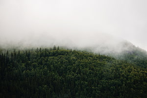 Misty Evergreen Forest Canopy Under Overcast Sky HD wallpaper
