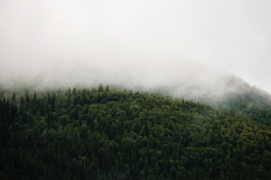 Misty Evergreen Forest Canopy Under Overcast Sky HD wallpaper