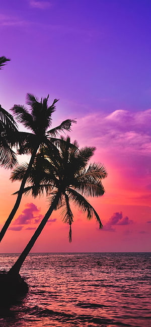 Silhouetted Palm Trees Against a Vibrant Purple and Pink Ocean Sunset Sky HD phone wallpaper