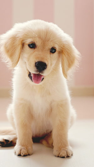 Adorable Golden Retriever Puppy Sitting with Tongue Out on a Soft Pink Background HD phone wallpaper