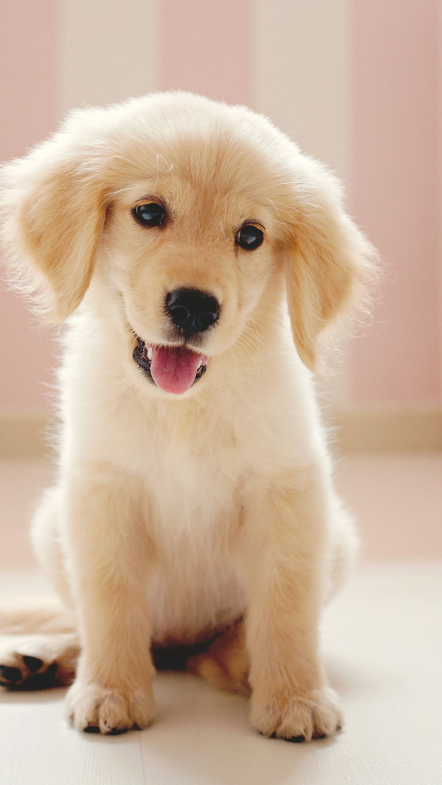 Adorable Golden Retriever Puppy Sitting with Tongue Out on a Soft Pink Background HD phone wallpaper