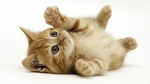 Playful Orange Tabby Kitten Lying on Back with Paws Up on White Background HD wallpaper