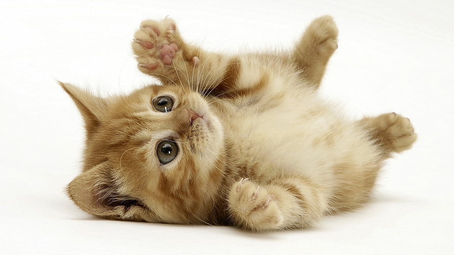 Playful Orange Tabby Kitten Lying on Back with Paws Up on White Background HD wallpaper