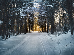 Snow-Covered Forest Road at Golden Hour with Tall Pine Trees and Winter Sunlight HD wallpaper