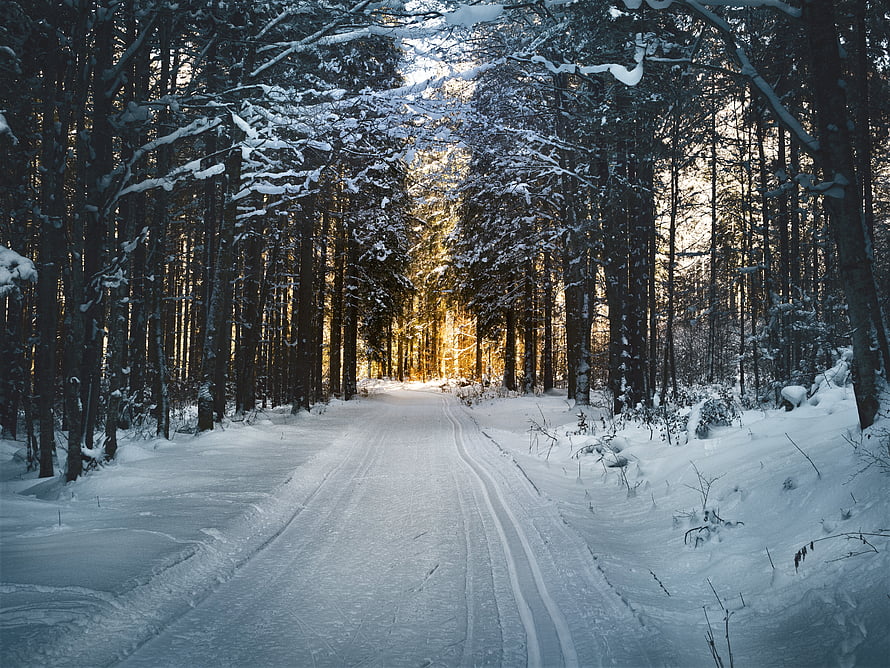 Snow-Covered Forest Road at Golden Hour with Tall Pine Trees and Winter Sunlight HD wallpaper