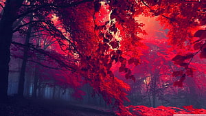 Vibrant Crimson Autumn Forest with Misty Background and Dark Tree Trunks HD wallpaper