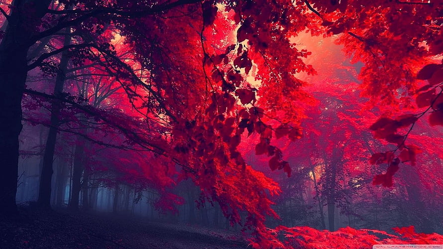 Vibrant Crimson Autumn Forest with Misty Background and Dark Tree Trunks HD wallpaper