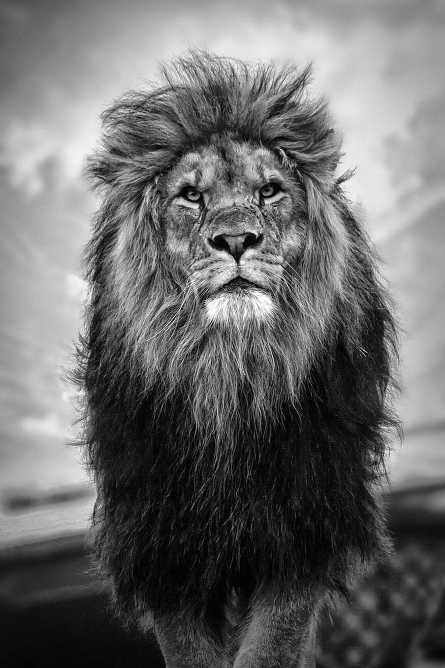 Majestic Male Lion Portrait in Dramatic Black and White Photography HD phone wallpaper