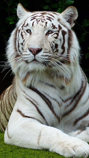 Majestic White Tiger Portrait With Dark Stripes And Intense Gaze HD phone wallpaper