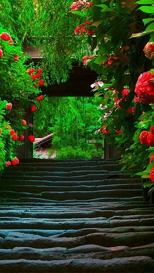 Stone Steps Leading Through a Lush Garden Archway with Vibrant Red Flowers HD phone wallpaper