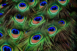Vibrant Peacock Feather Pattern With Iridescent Blue Eyes And Green Texture HD wallpaper