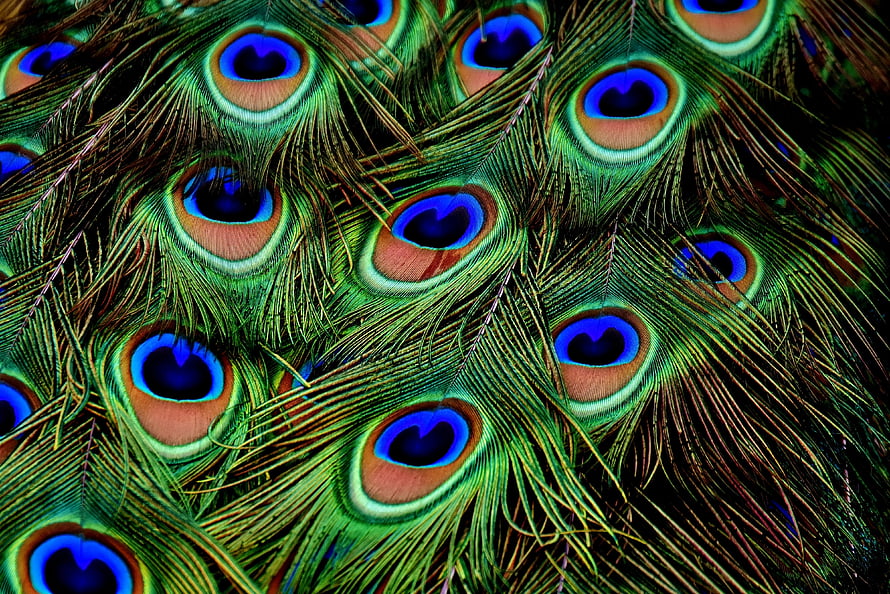 Vibrant Peacock Feather Pattern With Iridescent Blue Eyes And Green Texture HD wallpaper