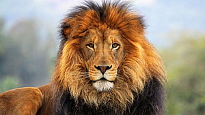 Majestic Male Lion Portrait With Full Mane In Natural Savanna Setting HD wallpaper