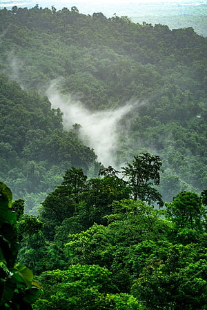 Misty Mountain Rainforest Canopy with Drifting Fog and Lush Green Foliage HD phone wallpaper