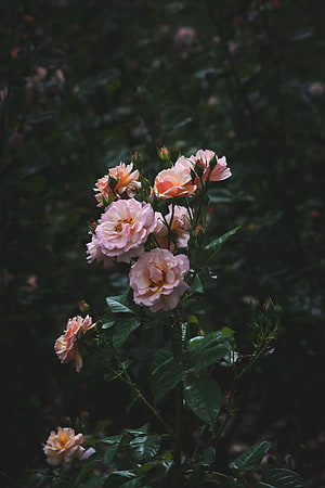 Delicate Pink and Peach Roses in Full Bloom Against a Dark Garden Background HD phone wallpaper