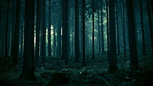 Dark Misty Pine Forest with Tall Trees and Moody Atmosphere HD wallpaper