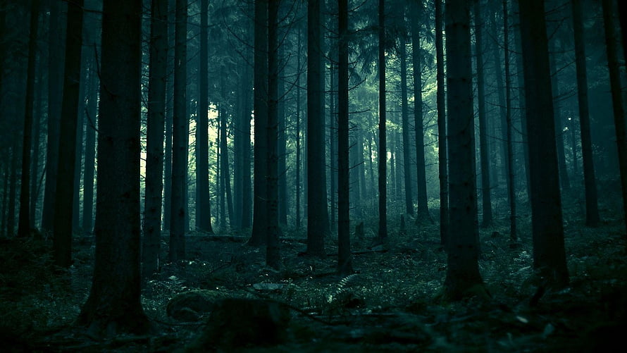 Dark Misty Pine Forest with Tall Trees and Moody Atmosphere HD wallpaper