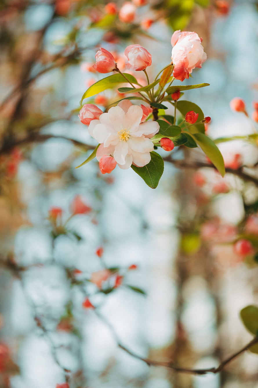 Delicate Pink Apple Blossoms Blooming on a Branch in Spring HD phone wallpaper