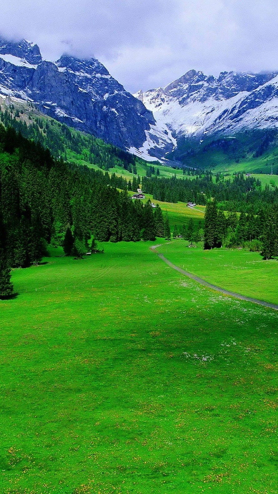 Swiss Alps Mountain Valley with Green Pastures and Snow-Capped Peaks HD phone wallpaper