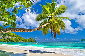Tropical Island Beach Scene With Leaning Coconut Palm And Turquoise Ocean Water HD wallpaper