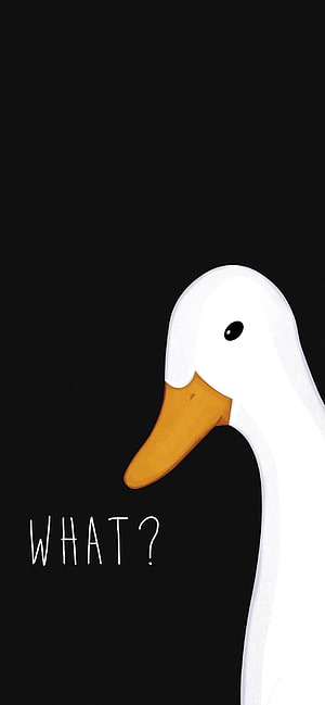 Confused White Duck Cartoon Illustration with What Text on Black Background HD phone wallpaper