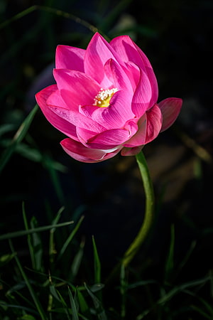Vibrant Pink Lotus Flower in Full Bloom Against a Dark Natural Background HD phone wallpaper