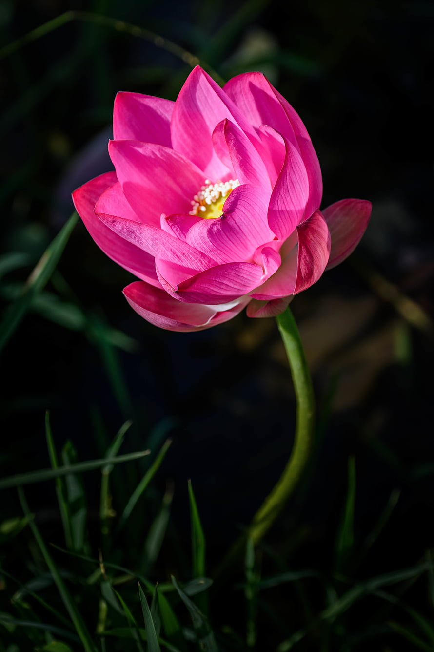 Vibrant Pink Lotus Flower in Full Bloom Against a Dark Natural Background HD phone wallpaper