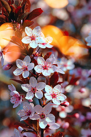 Cherry Blossom Branches with White and Pink Flowers in Spring Sunlight HD phone wallpaper
