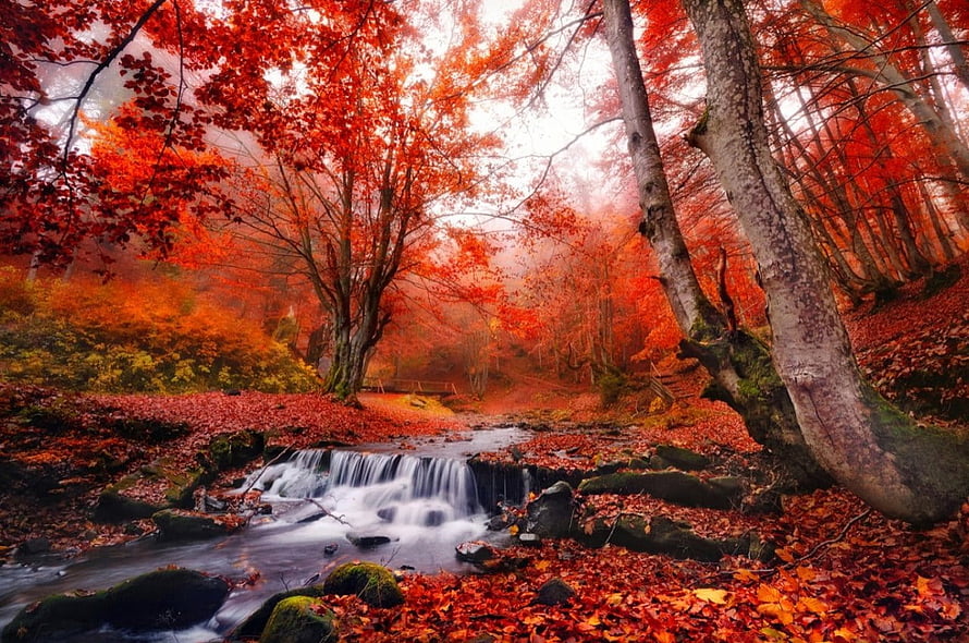 Vibrant Red Autumn Forest With Small Creek Waterfall And Fallen Leaves HD wallpaper