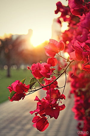 Vibrant red bougainvillea blossoms backlit by a warm golden sunset in a serene park setting HD phone wallpaper