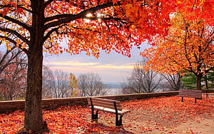 Vibrant Autumn Foliage Overlooking the Mississippi River with Park Benches HD wallpaper