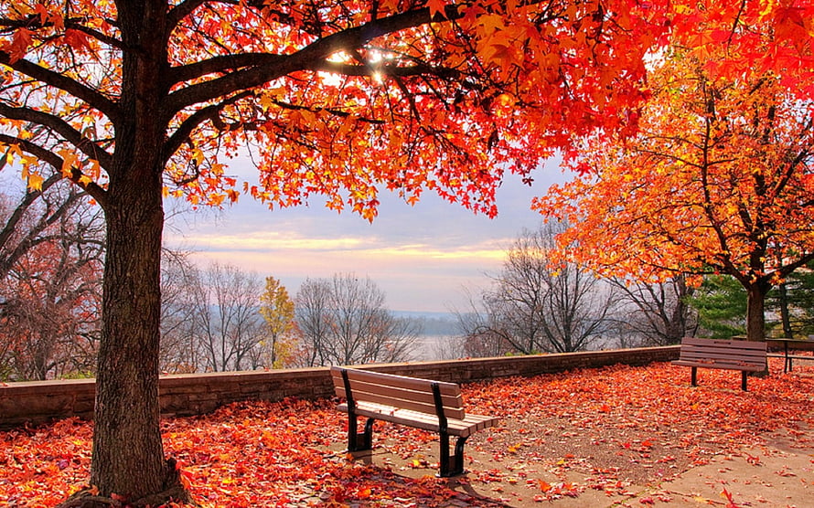 Vibrant Autumn Foliage Overlooking the Mississippi River with Park Benches HD wallpaper
