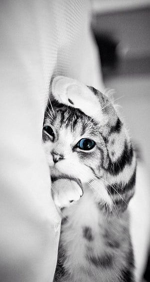 Black and White Kitten Peeking from Behind a Soft Curtain with Blue Eyes HD phone wallpaper