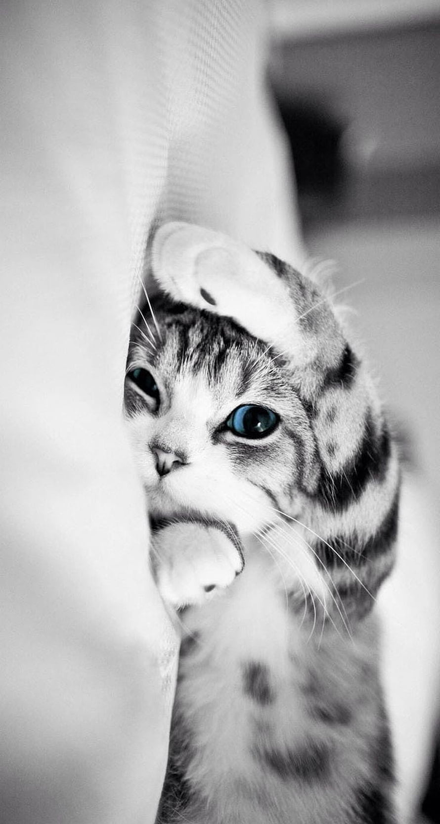 Black and White Kitten Peeking from Behind a Soft Curtain with Blue Eyes HD phone wallpaper