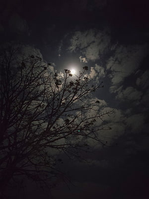 Full moon glowing through dark clouds above a silhouetted bare tree at night HD phone wallpaper