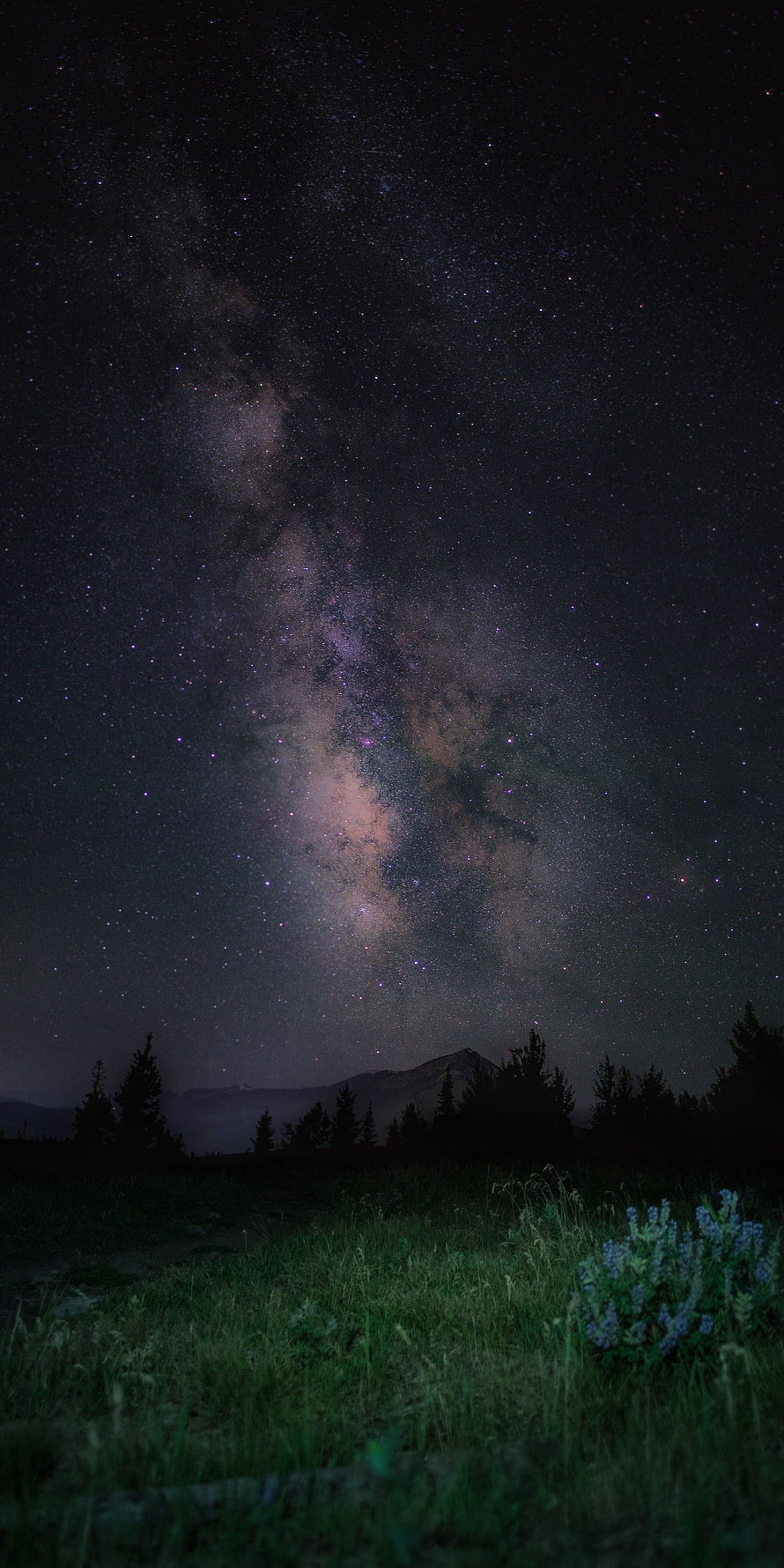 Milky Way Galaxy Arching Over Mountain Silhouette and Alpine Meadow at Night HD phone wallpaper