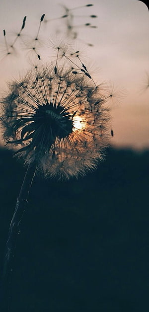 Backlit Dandelion Seed Head Silhouette Against Golden Sunset Sky HD phone wallpaper